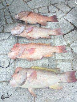 翼港でのブッコミ、カンダイの釣果