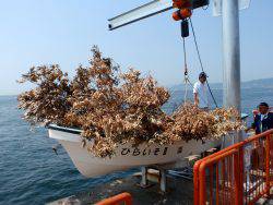 平磯海づり公園、イカ柴投入【高田玲欧氏連載記事No.15】