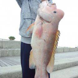 翼港でのブッコミ、カンダイの釣果