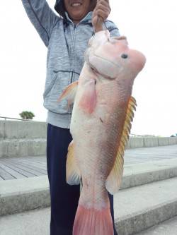 翼港でのブッコミ、カンダイの釣果