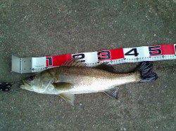 西宮浜　エビ撒きでハネ52cm＆44cm