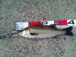 西宮浜　エビ撒きでハネ52cm＆44cm