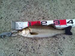 西宮浜　エビ撒きでハネ52cm＆44cm