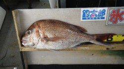 堺港　64cmのマダイ釣果☆