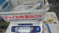 １投目でHIT！堺グラウンド横でのエギング