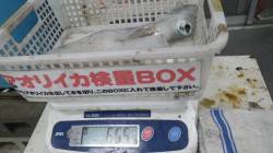 １投目でHIT！堺グラウンド横でのエギング…