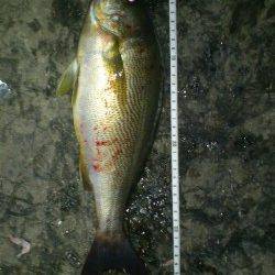 貝塚　お昼からの釣行で豆アジ69匹　イワシ20匹と小サバ　後半はアジ入れ食いに