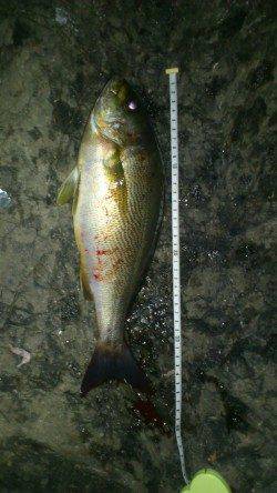 貝塚　お昼からの釣行で豆アジ69匹　イワシ20匹と小サバ　後半はアジ入れ食いに