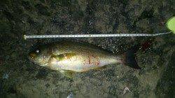 和歌山由良の渡船で蟻島の夜釣りでイサキの釣果☆