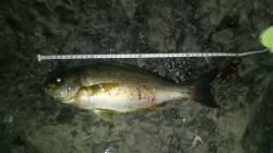 和歌山由良の渡船で蟻島の夜釣りでイサキの釣…