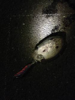 阿納～犬熊　ナイトエギングでコウイカ2ハイ…