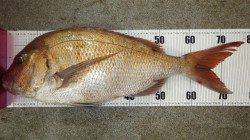 堺堤防　フカセでコロダイ・ヘダイ・マダイ