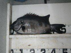 すさみ地磯　イシダイ51cmの釣果