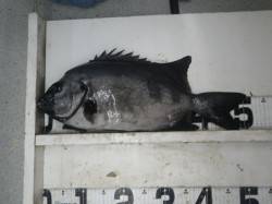 すさみ地磯　イシダイ51cmの釣果