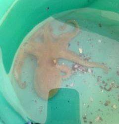 武庫川一文字、念のため持ってきたタコジグで初トライ！