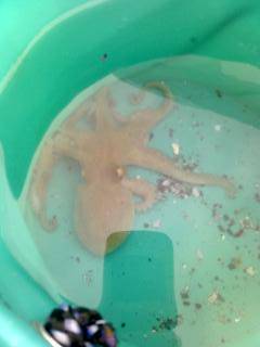 武庫川一文字、念のため持ってきたタコジグで初トライ！