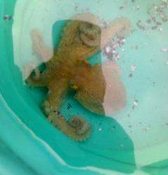 武庫川一文字、念のため持ってきたタコジグで初トライ！