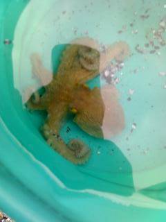 武庫川一文字、念のため持ってきたタコジグで…