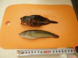 本荘人工島、ちょい投げと胴突きで7目ＧＥＴ♪