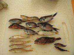 本荘人工島、ちょい投げと胴突きで7目ＧＥＴ♪