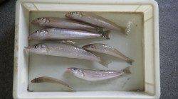 堺漁港　投げ釣りでキス〜25cmのキッズ釣果