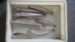 堺漁港　投げ釣りでキス〜25cmのキッズ釣…