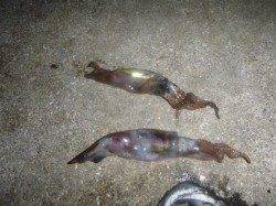 夜の兵突のイカ釣り!