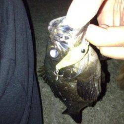 垂水漁港　メバリングでメバル〜23cm16匹！3時間の釣行