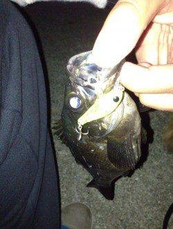 垂水漁港　メバリングでメバル〜23cm16匹！3時間の釣行