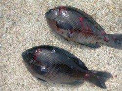 貝塚人工島フカセでグレ★