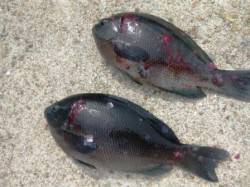 貝塚人工島フカセでグレ★