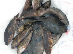 【楽しい小物釣り♪♪】南芦屋浜リアルタイム…