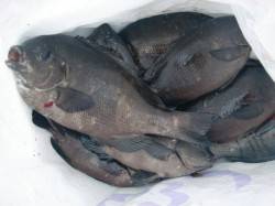 【大盛況です】南芦屋浜リアルタイム