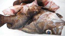 朝の北公園のハネ良型ばかり!