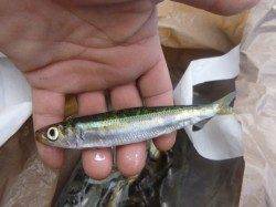 朝の兵突サビキ釣りも!