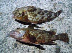 「貝塚人工島」で夜釣り！！