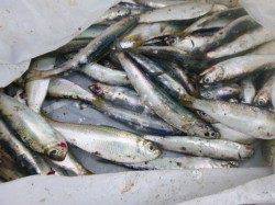 兵庫突堤ＲＴ　今朝もサビキ好調