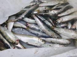 兵庫突堤ＲＴ　今朝もサビキ好調