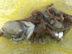 芦屋浜もタコがパラダイス！７杯ゲット！