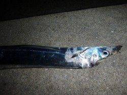 夜の兵突指の幅４本弱のタチウオ！