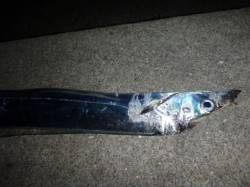 夜の兵突指の幅４本弱のタチウオ！ 