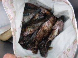 【釣り人多いです】南芦屋浜リアルタイム