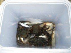 砂上げ場タコに続いて♪ 泉大津RT18日あさ