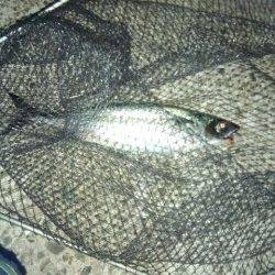 アジュール舞子の大サバ釣れてます！！