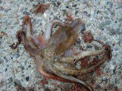 【タコ・たこ・蛸】南芦屋浜リアルタイム