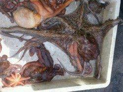 【タコ絶好調！】武庫川一文字