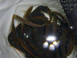 兵突の楽しい釣り!