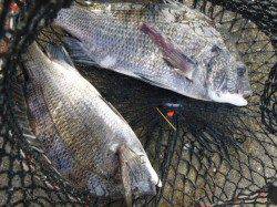 神戸空港ＲＴ　チヌ、アジ、メバル