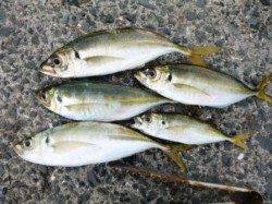 早朝にアジ爆釣★タコもイイIN食コン