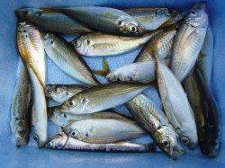 北公園ＲＴ　６０ハネと小アジも